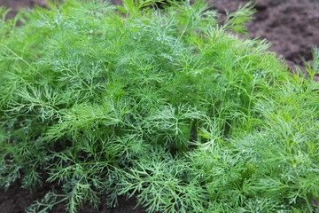 Fresh dill plant growing in the garden, with copy space.
