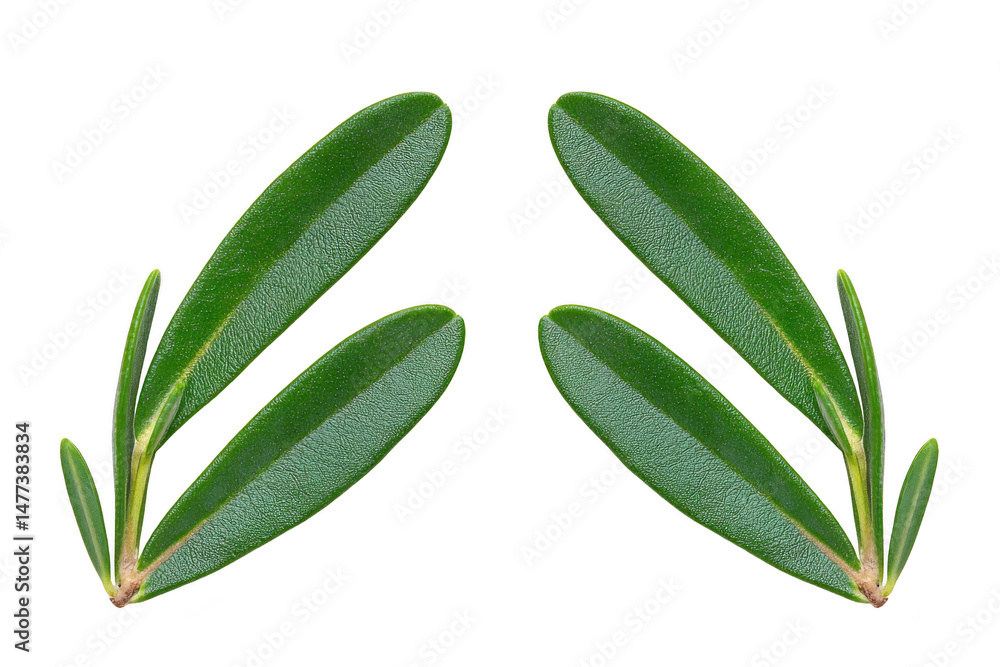Poster two symmetrical green leaves with smooth surfaces and pointed tips are arranged on transparency back