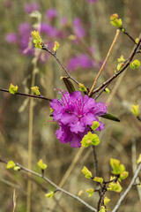 Rosemary flower in the forest