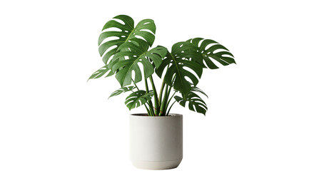 Luxurious Monstera Indoor Plant in a White Modern Pot for Home Office Decor