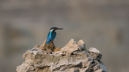 The Common Kingfisher is a small, brightly colored bird with a blue back, orange underparts, and a long sharp bill, often seen near rivers and streams hunting for fish.
