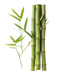 Obraz premium Cluster of fresh bamboo stalks with leafy shoots, Isolated Transparent Background