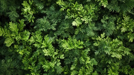Dense foliage texture of small green plants.