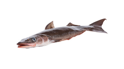 Freshly Caught Hake Fish Isolated on Transparent Background