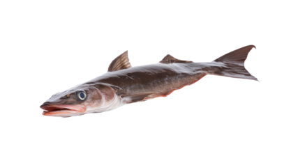 Freshly Caught Hake Fish Isolated on Transparent Background