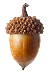 Isolated Light Brown Acorn