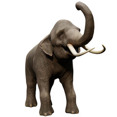 Obraz premium 3D rendered Indian elephant isolated on transparent background