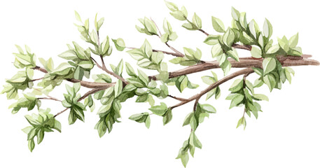 Cute cartoon tree branch with green foliage isolated on white background. Watercolor hand drawn illustration sketch vector