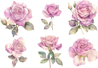 Botanical Watercolor Spring Flowers