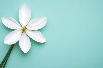Obraz premium White flower on light blue background