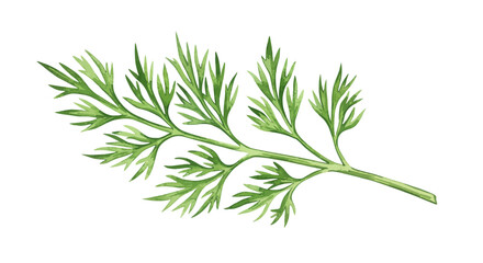 A Delicate Sprig Of Dill Weed Is Presented As A Vector Illustration Against A Clean White Backdrop Showcasing Its Feathery Green Leaves And Slender Stem With A Fresh Natural Aesthetic