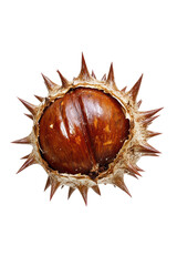 Isolated Opened Spiked Fruit Shell