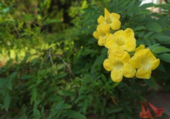 Beautiful trumpet-shaped Yellow Bells flowers captured in natural daylight, showcasing their vivid color and delicate texture.