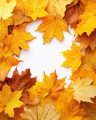 Obraz premium Overhead Close Up of Yellow and Brown Maple Leaves Forming a Border on White Background for Autumnal Design