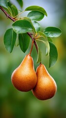 Fresh Ripe Pears Hanging on Tree Branch with Green Leaves