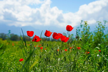Obraz premium Bright red poppies in a large field. Spring.