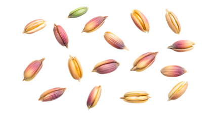 Organic Whole Grain Seeds - Barley, Rye, Wheat, Oat. Harvest Time Concept