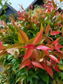 Syzygium paniculatum, the magenta lilly pilly or magenta cherry, is a species of flowering plant in the myrtle family Myrtaceae. in indonesia it called pucuk merah