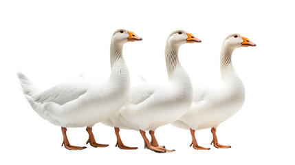 Obraz premium Elegant White Geese Isolated on Clear White Background for Creative Design Projects