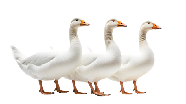 Elegant White Geese Isolated on Clear White Background for Creative Design Projects