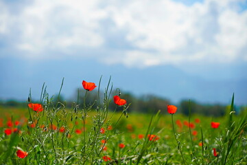 Bright red poppies in a large field. Spring. © Vladimir