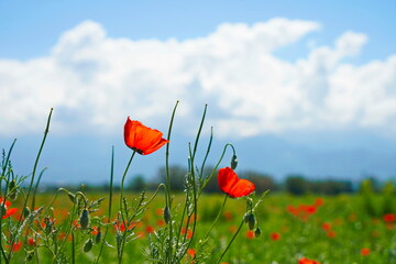 Obraz premium Bright red poppies in a large field. Spring.