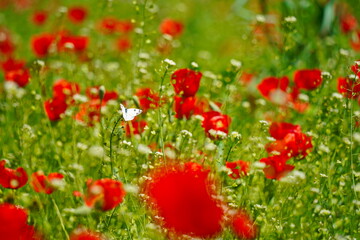 Bright red poppies in a large field. Spring.