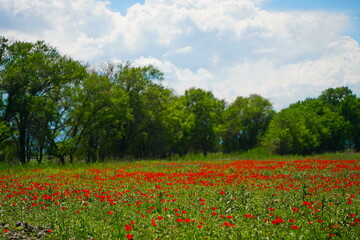 Bright red poppies in a large field. Spring.