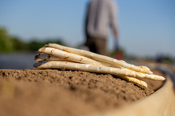 Landwirtschaftliche Spargelernte