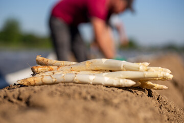 Landwirtschaftliche Spargelernte