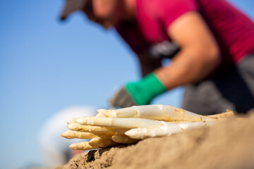 Landwirtschaftliche Spargelernte
