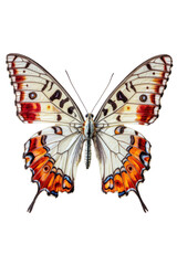 Isolated White, Red and Orange Butterfly