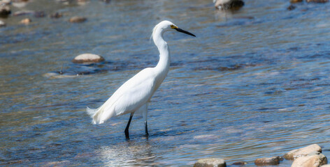 Snowy egret wades through clear waters hunting for food