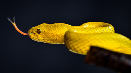 tropical fish on a black