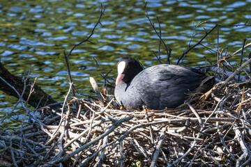 Blässhuhn sitzt im Nest auf dem Wasser und brütet