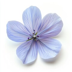 Fototapeta premium Delicate Light Blue Flower with Visible Veins on White Background
