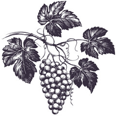 grape vine, grape, hand drawn vector illustration realistic sketch
