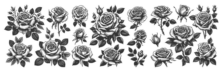 rose flower Set collection bundle sketch engraving generative ai vector illustration. Scratch board imitation. Black and white image.