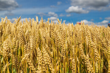 Gold wheat field and blue sky