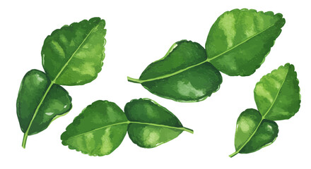 Obraz premium Watercolor Illustration Showcases The Vibrant Green Hues And Unique Double Leaf Structure Of Kaffir Lime Leaves Evoking A Sense Of Freshness And Natural Beauty On A Clean White Background