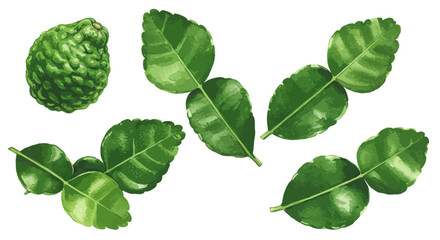 Watercolor Illustration Showcasing Vibrant Green Kaffir Lime Leaves And A Textured Lime Evoking Freshness And Natural Beauty Through Delicate Brushstrokes And Detailed Botanical Art Style