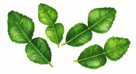 Elegant Watercolor Painting Showcasing Fresh Vibrant Green Kaffir Lime Leaves Isolated On A Clean White Background Radiating Natural Beauty And Organic Freshness With Detailed Texture