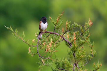 Fototapeta premium Eastern towhee atop a cedar tree