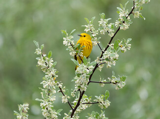 yellow warbler