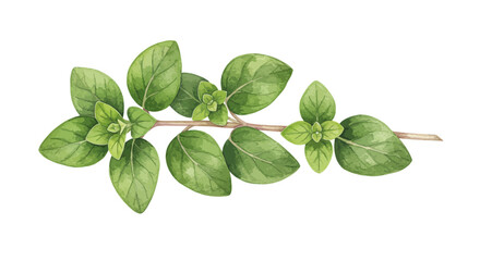 Watercolor Illustration Showcasing A Sprig Of Oregano Highlighting Its Vibrant Green Leaves And Delicate Stems Presented In A Realistic Botanical Style Against A Clean White Background
