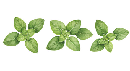 Three Oregano Sprigs Are Artistically Displayed Showcasing Their Vibrant Green Leaves And Intricate Vein Patterns In A Watercolor Style Illustration Against A Bright White Background