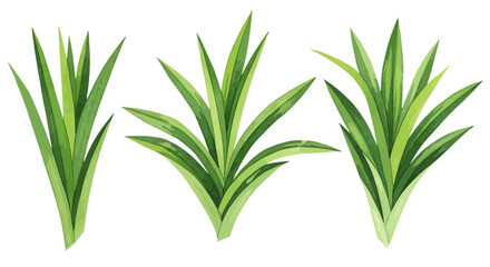 Three Vibrant Watercolor Illustrations Showcase Stylized Pandan Leaves Each Rendered With Delicate Gradients Of Green Hues And Intricate Details Creating A Fresh And Naturalistic