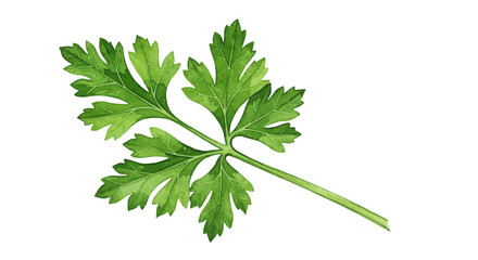 Isolated Vector Illustration Of Fresh Green Parsley Sprig On A White Background Showcasing Its Vibrant Color And Intricate Leaf Structure Rendered In A Detailed Artistic Style