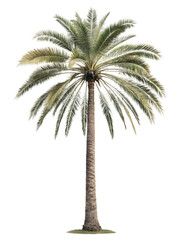 A Palm tree with a single trunk and symmetrical leaves. isolated on a transparent background