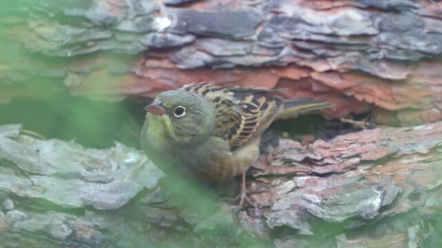 Ortolan Bunting (Emberiza hortulana).  Bird close-up drinking water. Wildlife. 